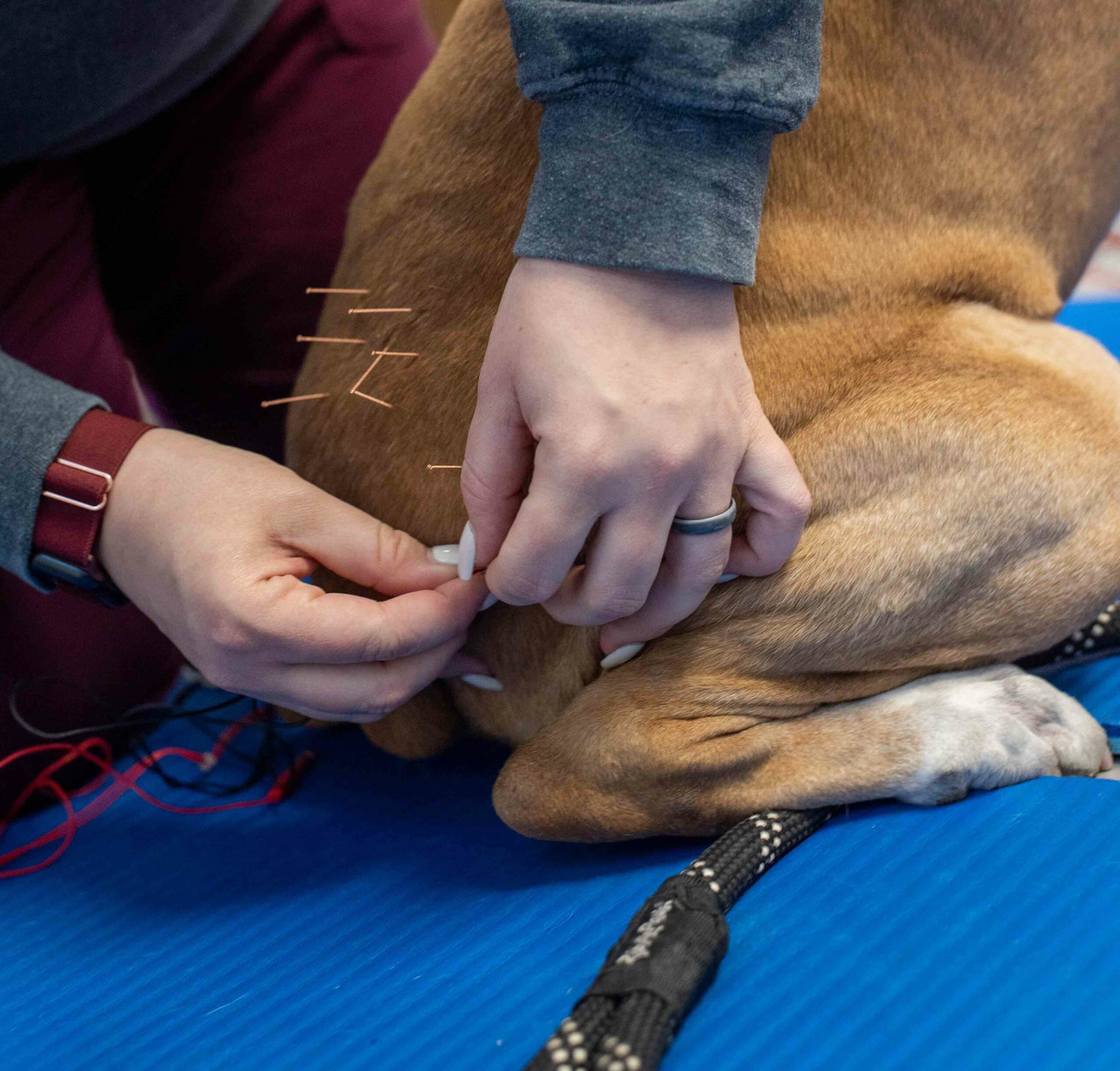 Small Animal Alternative Therapies in Brodhead