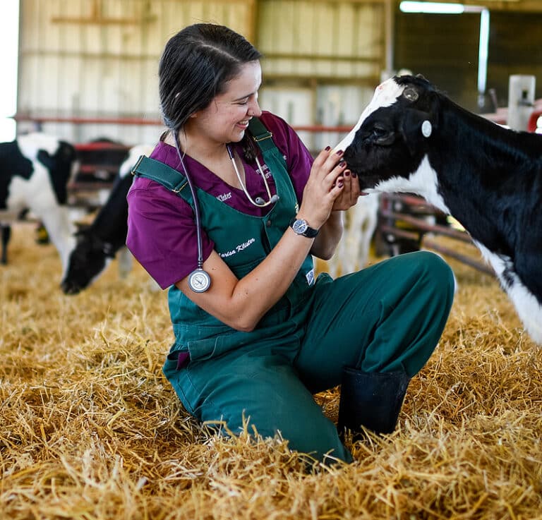 Bovine Care