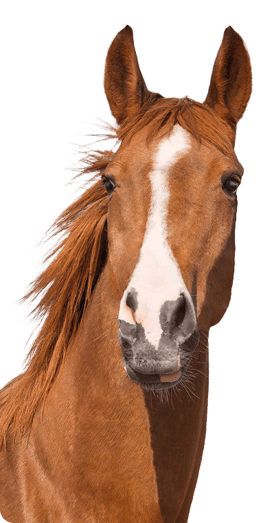 Brown Horse