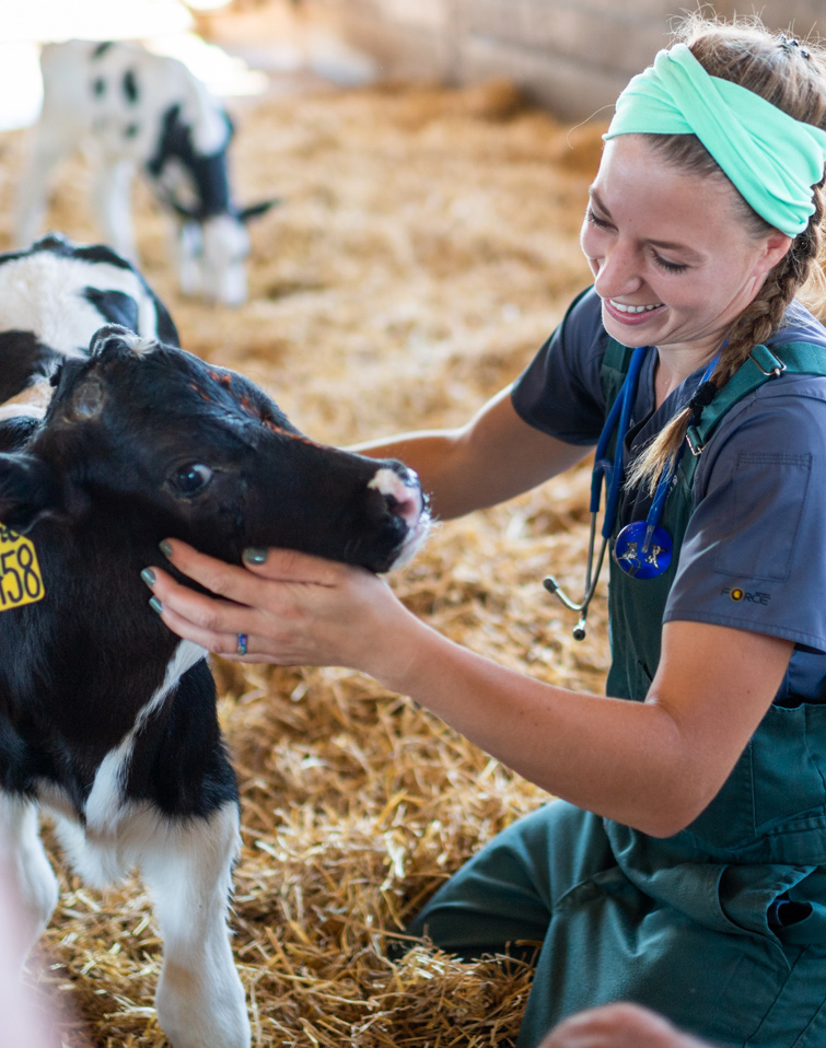 Bovine Care