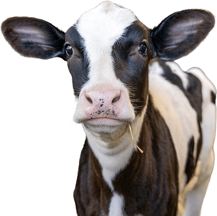 Large Animal Care F