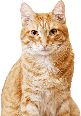 Small Animal Care