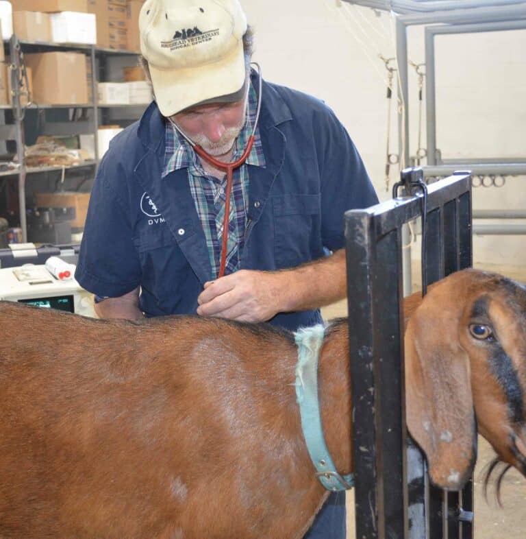 Small Ruminant and Swine Care